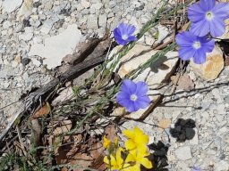 buis_les_baronnies11